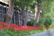 DSCF5775_R