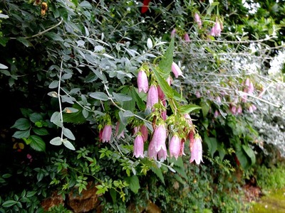 DSCF4417_R
