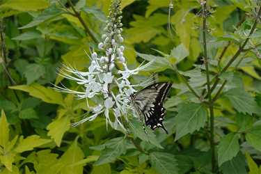 DSC09873_R