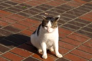 DSCF9034_R