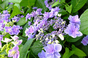 DSCF4339