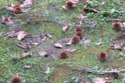 DSCF5146_R