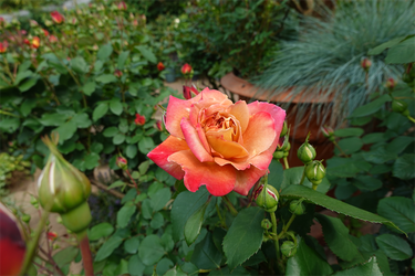 DSC06998_R