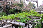 DSCF2401_R