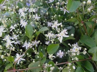 DSCF5894