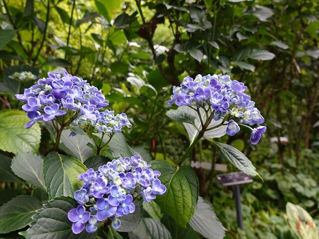 藍川京 の部屋 横浜イングリッシュガーデン キョウチクトウ ツボサンゴ ウズアジサイ Livedoor Blog ブログ