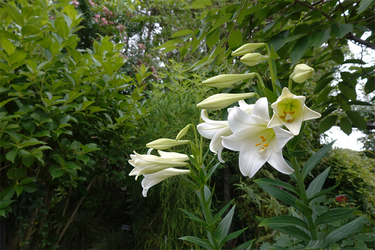 DSC08337_R