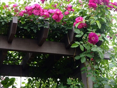 DSCF3259_R