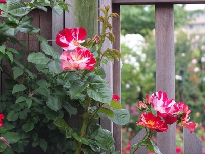 DSCF3249_R