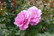 DSCF5872_R