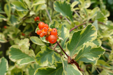 DSC08514_R