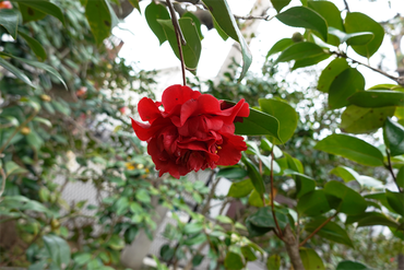 DSC05994_R