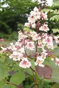 DSCF2795_R