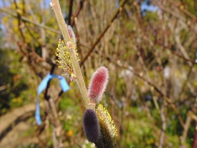 DSCF4594_R