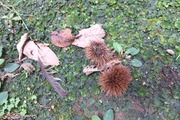 DSCF5147_R