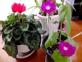 DSCF6565_R