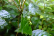 DSCF2867_R