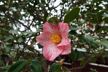 DSC05785_R