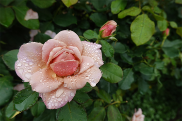 DSC08521_R