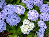 DSCF2234_R