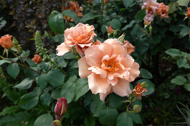 DSC06996_R