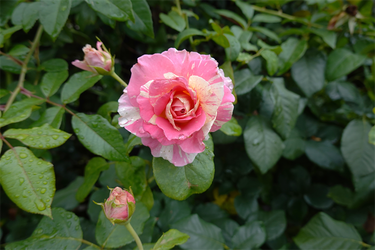 DSC08624_R