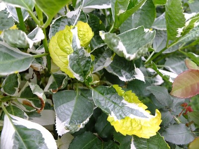 DSCF2634_R