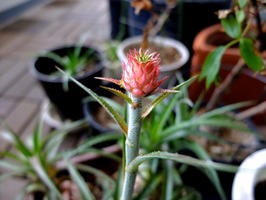 DSCF4249_R
