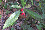 DSCF9508_R