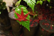 DSCF7375_R