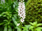 DSCF2698_R