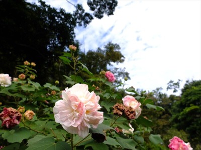 DSCF9039_R