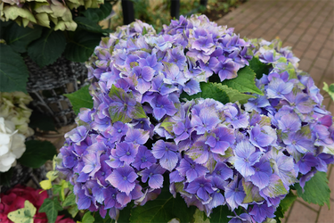DSC08399_R