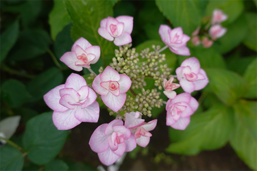 DSC08232_R