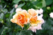 DSCF3333_R
