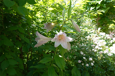 DSC07725_R