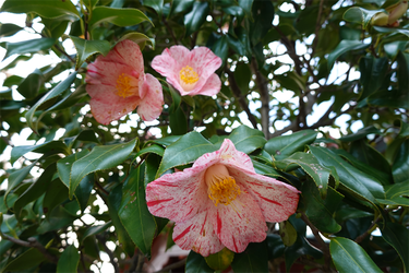 DSC04816_R