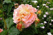 DSCF1780_R