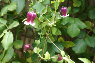 DSC08765_R