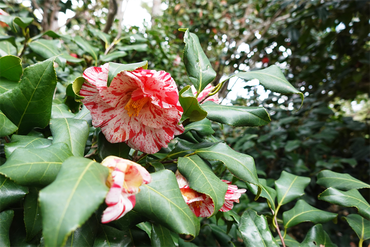 DSC06086_R
