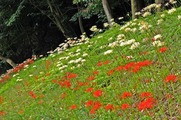 DSCF5300_R