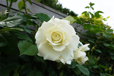 DSC07103_R