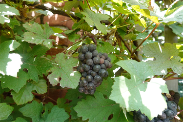 DSC08879_R