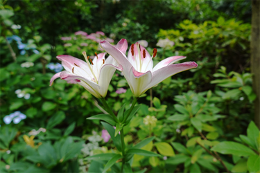DSC08072_R