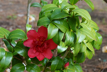DSC06115_R