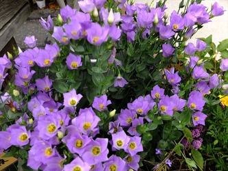 DSCF1781_R