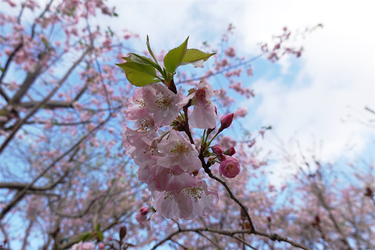 DSC06437_R