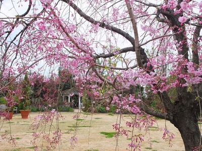 DSCF5327_R