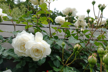 DSC00670_R