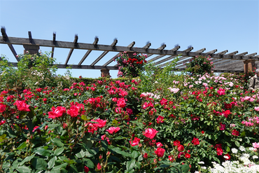 DSC07240_R